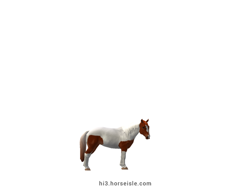 South African Miniature Horse Liver Chestnut Tobiano Coat